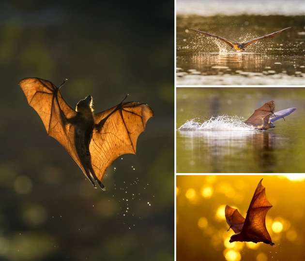 Clement Chua's entry 'Into the Dusk' captured a little-known animal behaviour as flying foxes skim the surface of a lake in Sydney to cool their bodies on a hot day. The series was the runner up in the Wildlife category in 2017. 