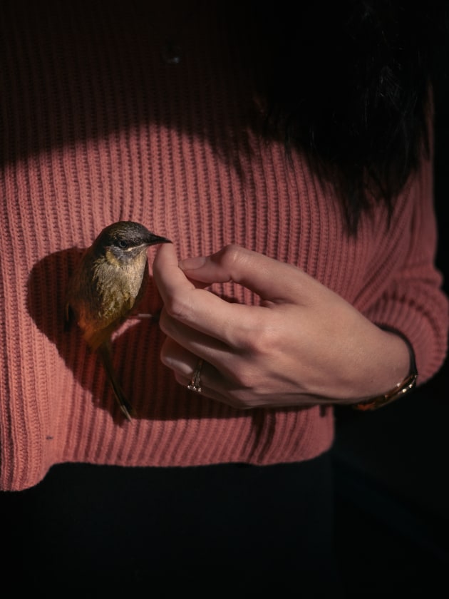 © Drew Hopper - Jess holding a white eared honeyeater that flew into our bedroom window. Fujifilm X-T3, Fujifilm 23mm f/2 @ 23mm. 1/2000s @ f2, ISO 160.