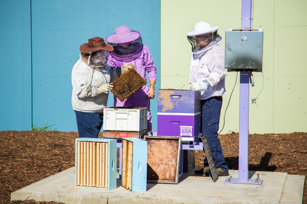 Port of Townsville sustainability manager Elaine Glen and founder and CEO of Vimana Tech Joel Kuperholz transfer bees into the Purple Hive. Image: Bega