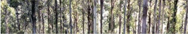 eucalypt-forest.jpeg