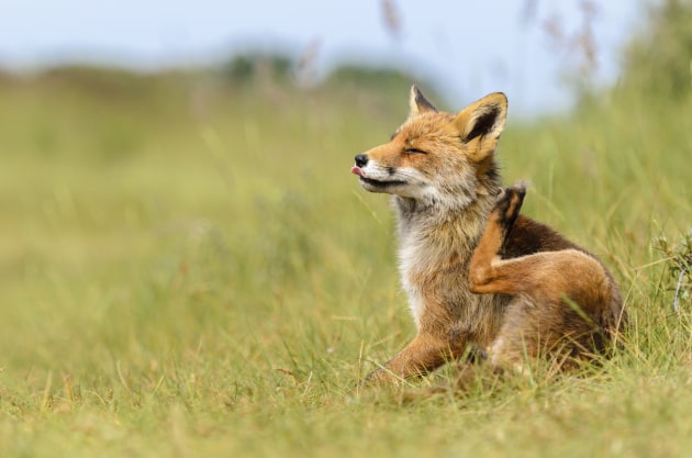 Fox having a scratch
