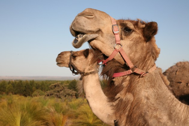 Good Earth Dairy operates on a 800-hectare property with a herd of 160 camels.