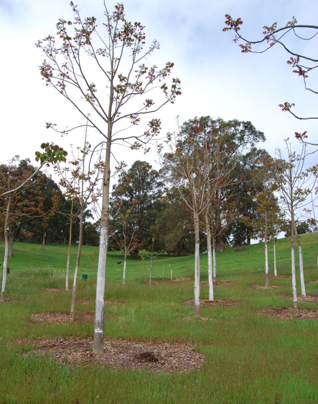 growing-cedar-1.jpg