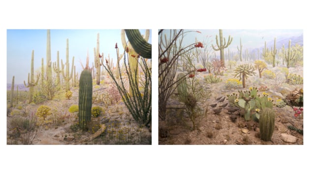 © Itamar Freed. 2nd Place - Landscape Prize. Arizona diptych. This photograph is of a diorama: a model of the Arizona
permanently installed in New York. The diorama's original
intent was to inspire environmentalism and visually preserve a
unique landscape.
I reinterpreted the scene; three-dimensional taxidermied birds
and flora, and a two-dimensional painted mural in the
background to produce a picture-perfect landscape, alerting the
viewer to the disappearance of natural landscape and the
dissolving of two seemingly separate categories - nature and
culture.