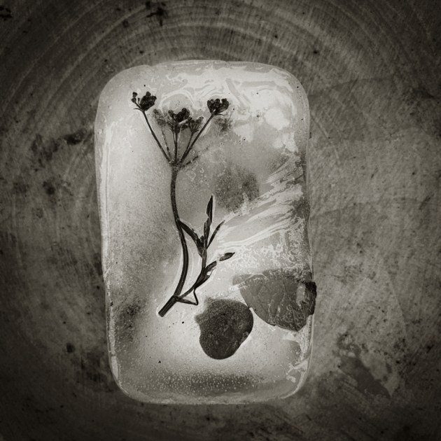 © Jennie Groom. 3rd Place - Mobile Prize. This photo is all about nature, textures and ice, the real stuff.