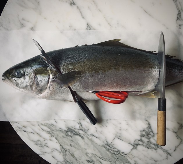 harvesting kingfish 1