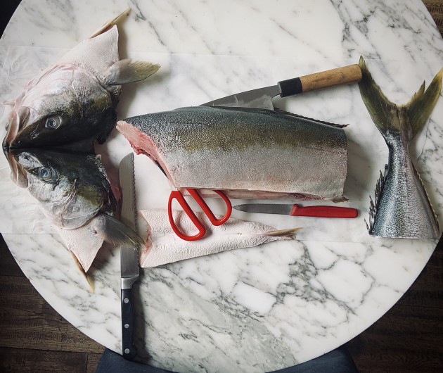 harvesting kingfish 2