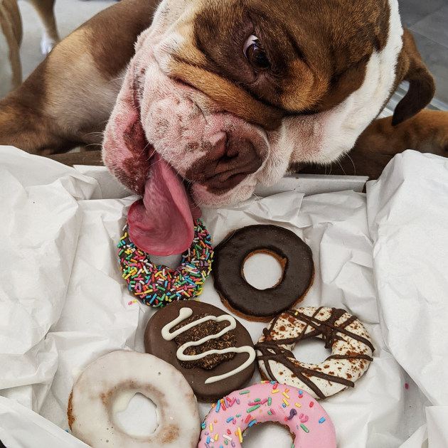 Australian pet food company Huds and Toke work with Krispy Kreme on its annual Doggie Doughnut campaign.