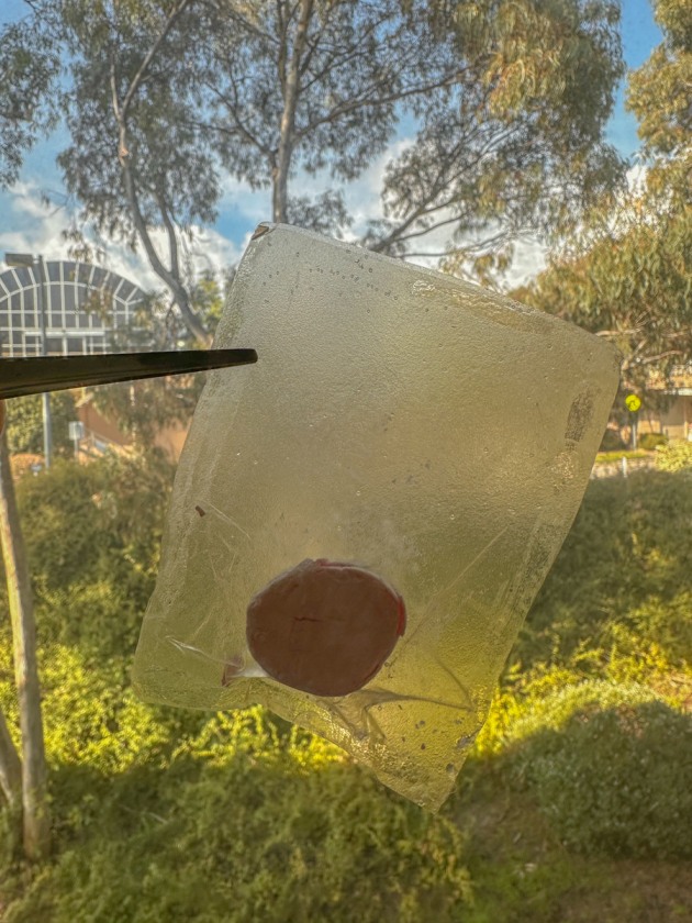 Prototype of Nguyen's bioplastic, developed from food waste.
Source: University of Adelaide