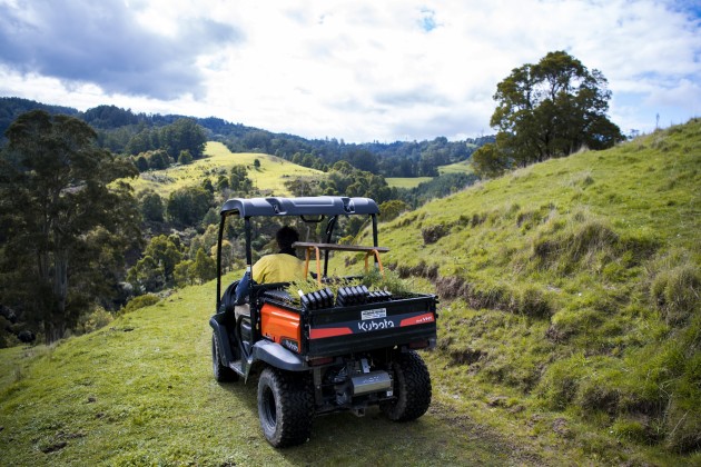 The first plantings will see approximately 65 native species of trees and plants established. Image: Nestlé