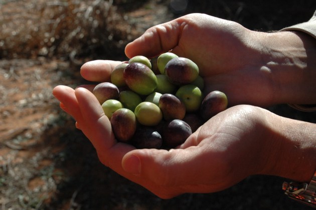 Cobram Estate sustains a zero waste approach - repurposing all leftover product.