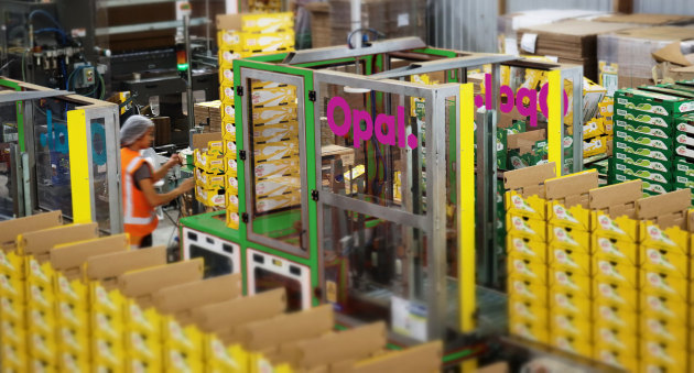 Opal Packaging's High-Speed Kiwifruit case erector exceeded customer expectations with a solution that reduced operator fatigue and injury, improved system safety, and increased packaging throughput by 100 per cent.