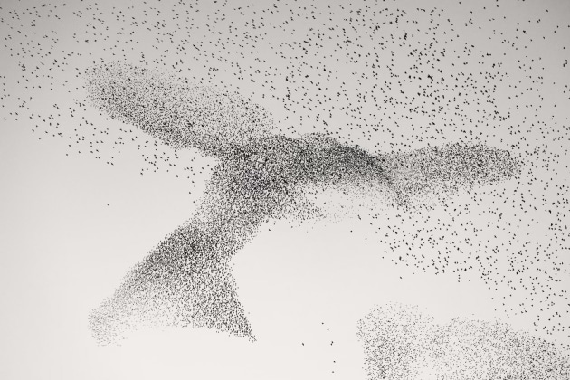 A starling murmuration swirls into the shape of a giant bird around the city and suburbs of Rome, Italy. Photo: Supplied / Daniel Dencescu / Wildlife Photographer of the Year, via BBC