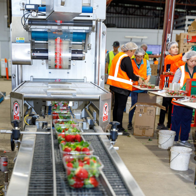 Piñata Farms moved to heat sealing on all premium berry lines in mid 2022.