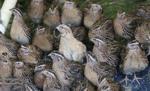 Game Farm quail: excellent little aviators.