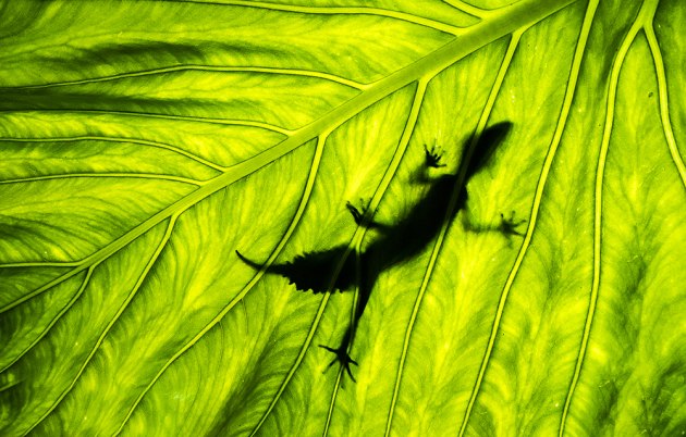 Wildlife and landscape photo opportunities abound in Lamington National Park. Photo by Darran Leal.