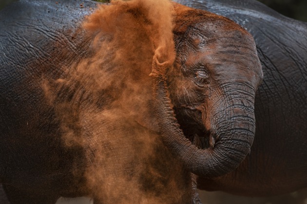 © Piper Makcay 'Elephants dust bath in West Tsavo, Kenya'.