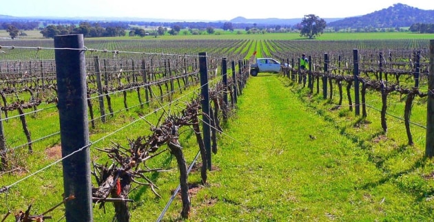 Plasmar Vineyard Posts – tested for durability and is said to last for more than 50 years.