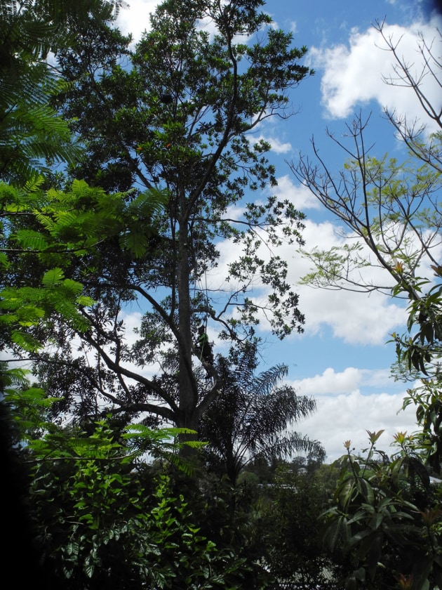 quandong-tree.jpg