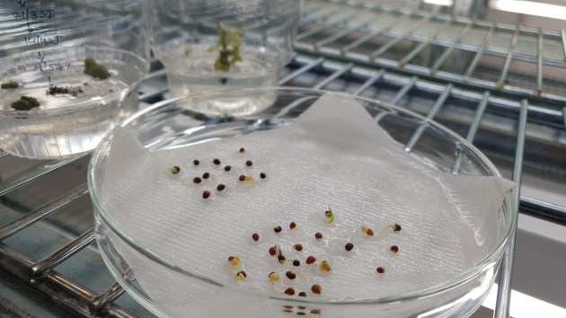 Rapeseed seedlings at RMIT. Image: RMIT University