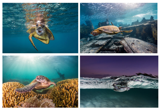 Animal and Nature category runner-up, Rowan Dear, The turtles of heron island.