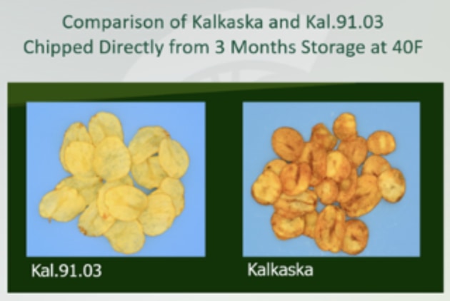 The Kal91.3 potato has suppressed the gene that produces vacuolar acid invertase in potatoes, minimising off-colour browning and caramelisation, and leading to healthier and higher-quality products.
Source: Michigan State University