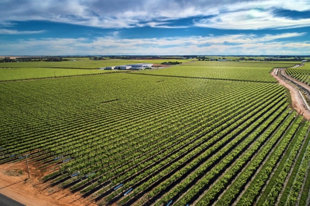 The Australian Table Grapes Traceability Pilot is one of the largest traceability and authentication projects deployed in Australia.