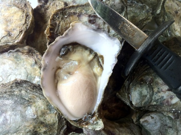 Shellfish Reefs The Key To Regaining The Health Of Our Estuaries