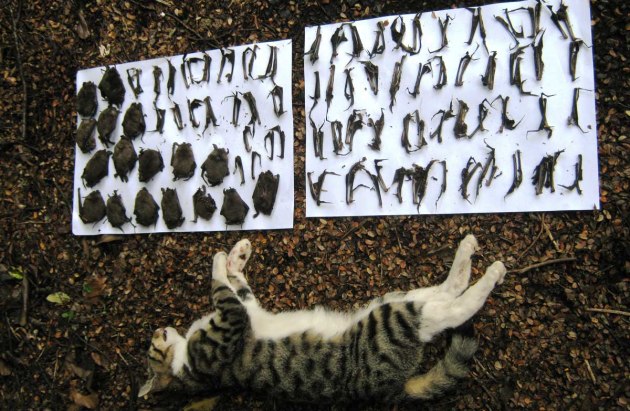 A New Cat Bait Called Curiosity Could Dent Australian Feral Cat Populations Sporting Shooter