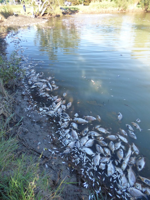 Another fish kill in Beachmere lake Fishing World
