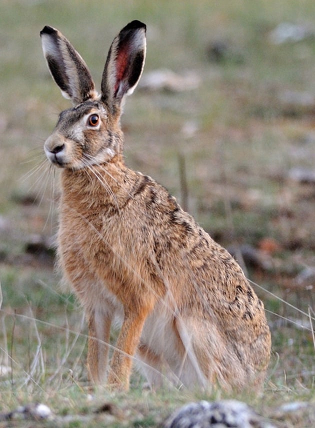 State Forest Hare Hunting - Sporting Shooter