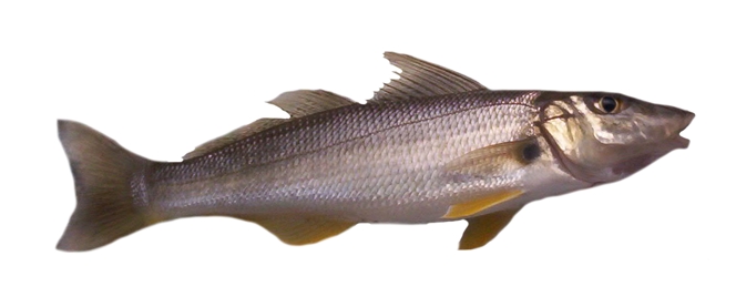 whiting fish