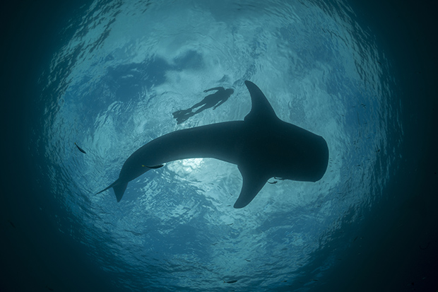 Photo by Juergen Freund. Nikon D3X, 16mm f/2.8 lens, f/16 @ 1/250s, ISO 100, Seacam underwater housing, no strobes. 