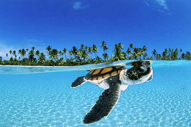 A baby green sea turtle in French Polynesian waters, by underwater photography specialist David Doubilet.