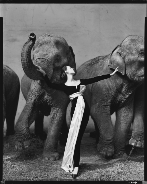 Dovima with elephants, evening dress by Dior, Cirque d’Hiver, Paris, August, 1955. Photograph by Richard Avedon. © The Richard Avedon Foundation