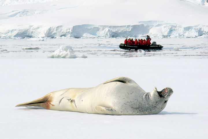 Wadell Seal, Antarctica