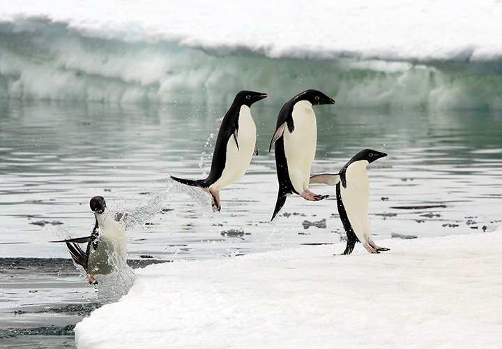 Adelie Penguins, Antarctica