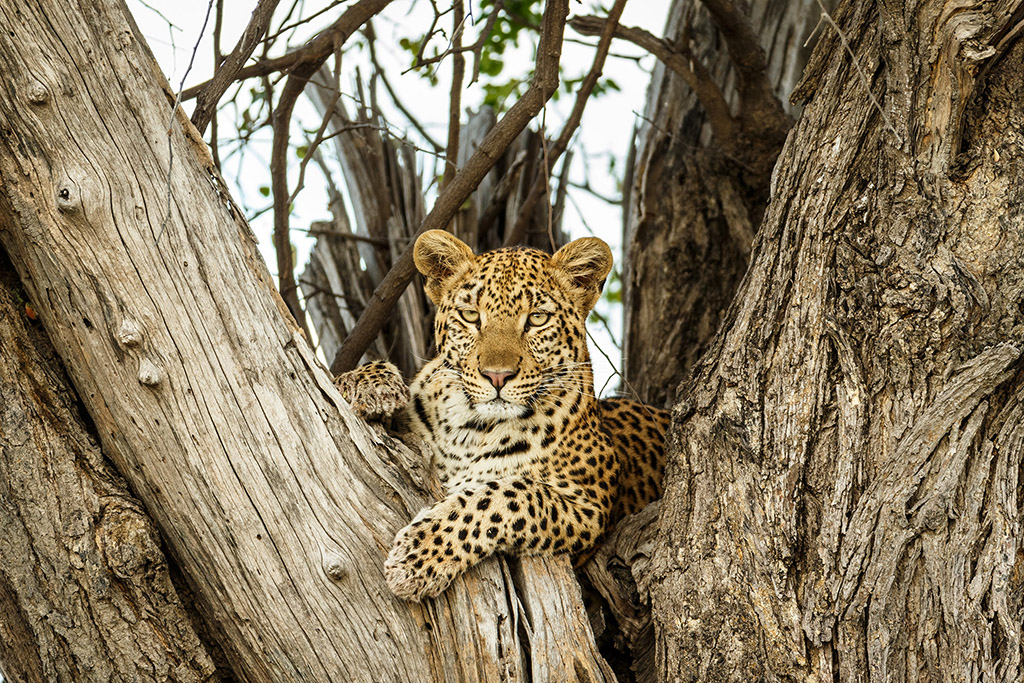 leopard in a tree