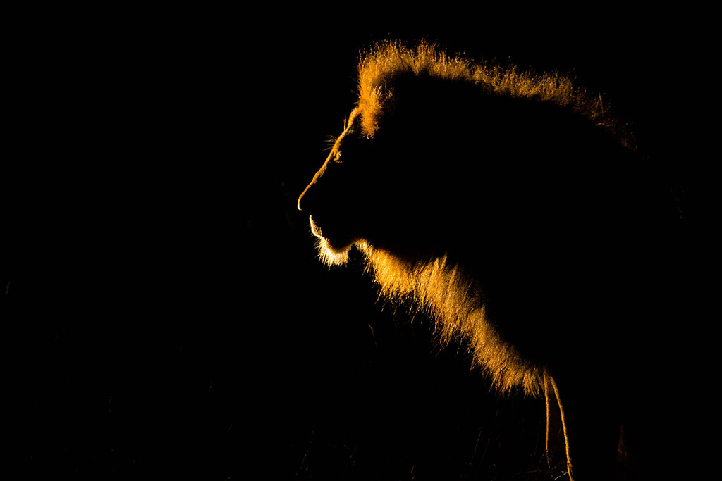 Male lion backlit against a black background