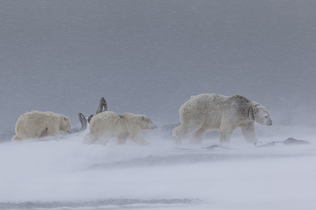 From the series 'Polar Bear Journey' by Judith Conning, 2014 Landscape Photographer of the Year.
