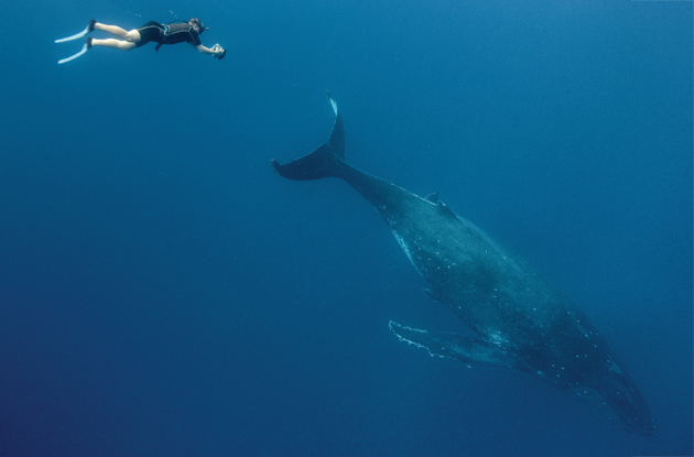 Cinematographer
Abraham Joffe and a humback
whale in Tonga. © Darren Jew