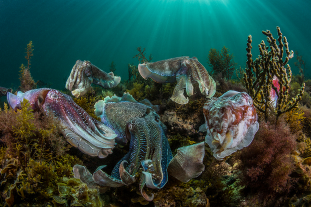 Image by Scott Portelli, winner of the National Award in the Australia category at the 2016 Sony World Photography Awards.