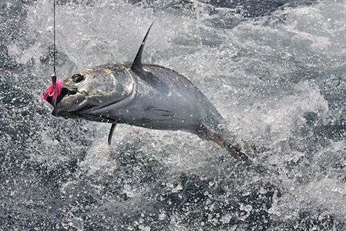 southern-bluefin-tuna1_F0612BC0-FA17-11E5-A4D502AC9C8D5A27.jpg