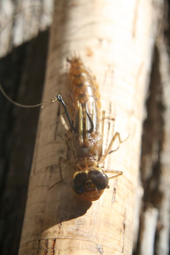 A live mudeye is a gun bait for autumn trout!