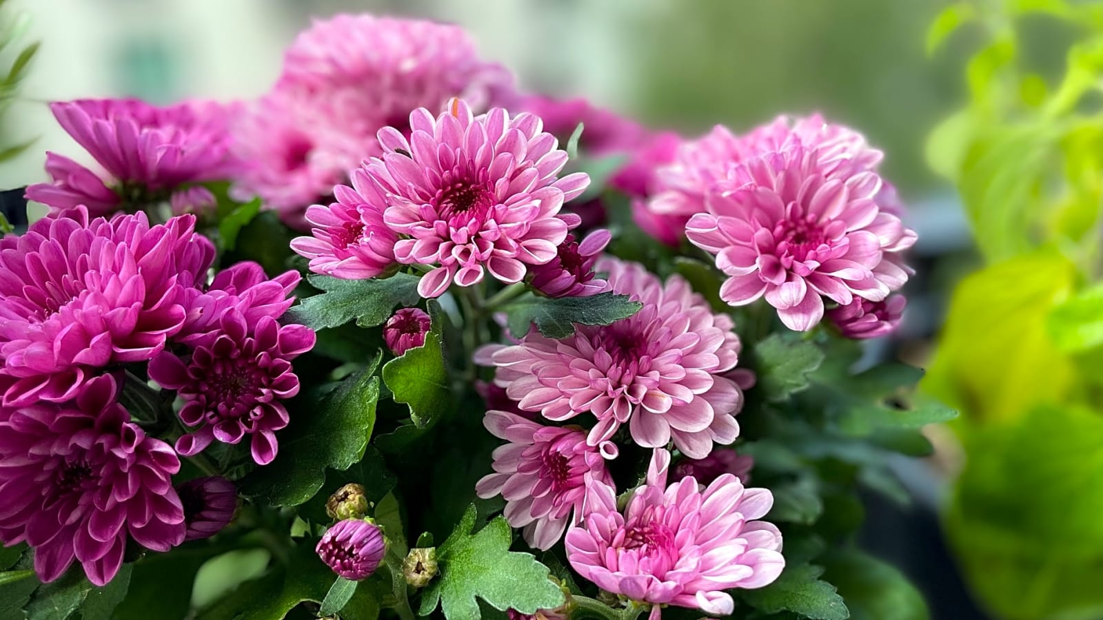 20 plants that you should never keep indoors