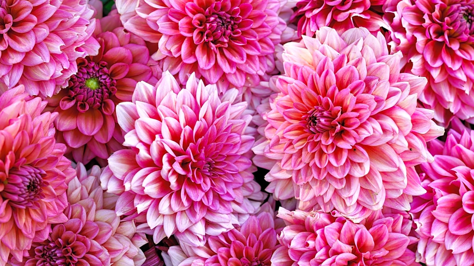 20 popular flowers with surprisingly deeper meanings