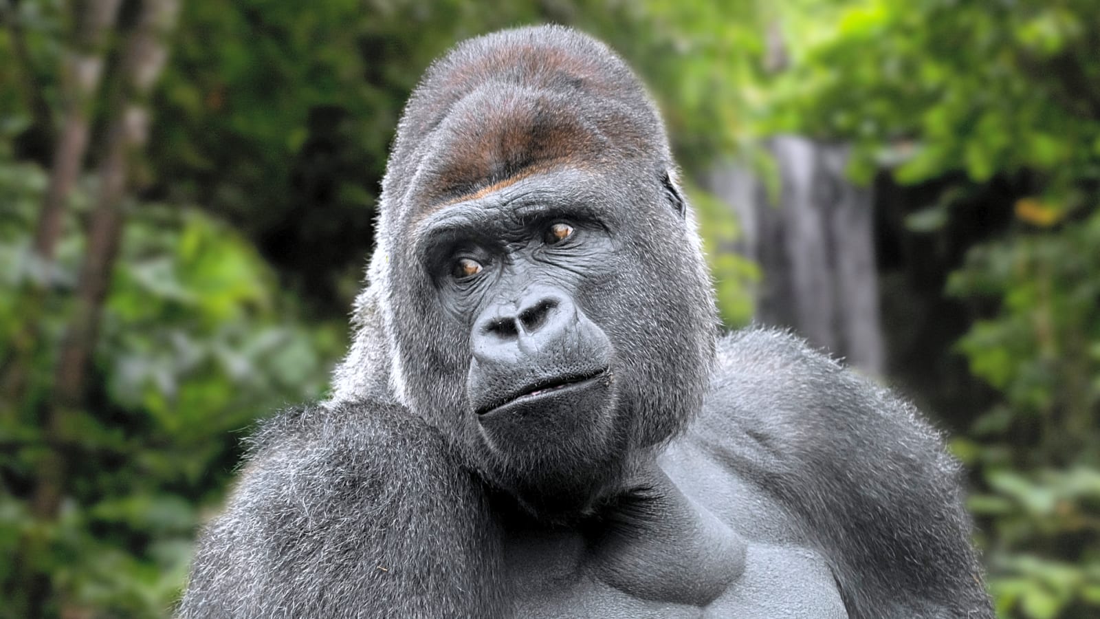 22 animals on the endangered species list