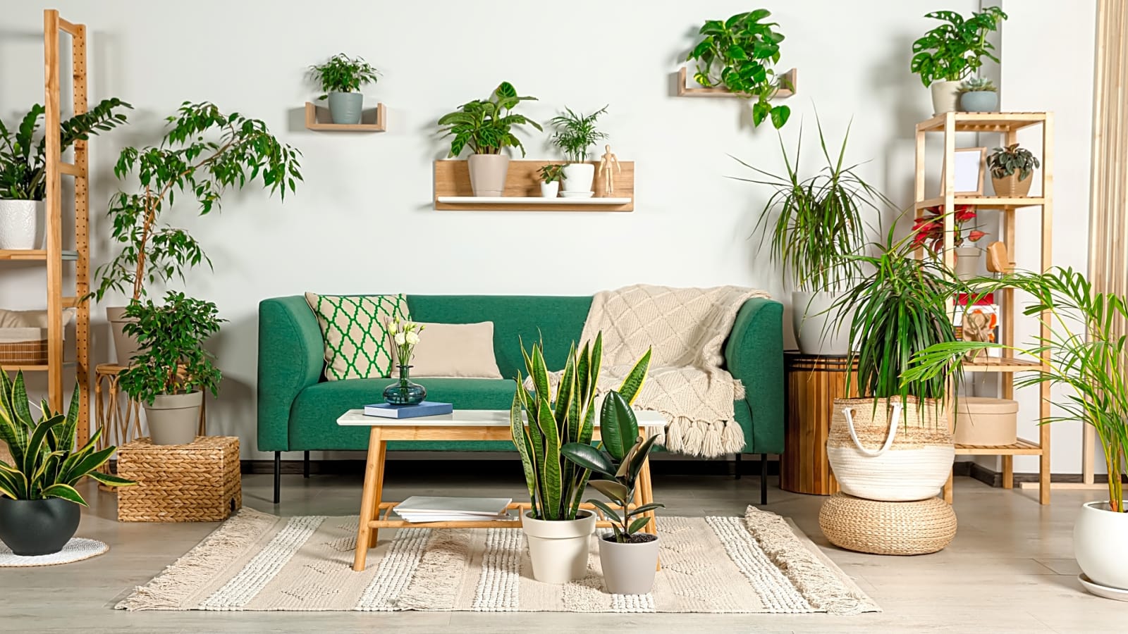 20 plants that totally thrive indoors