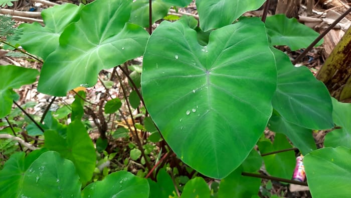 Colocasia