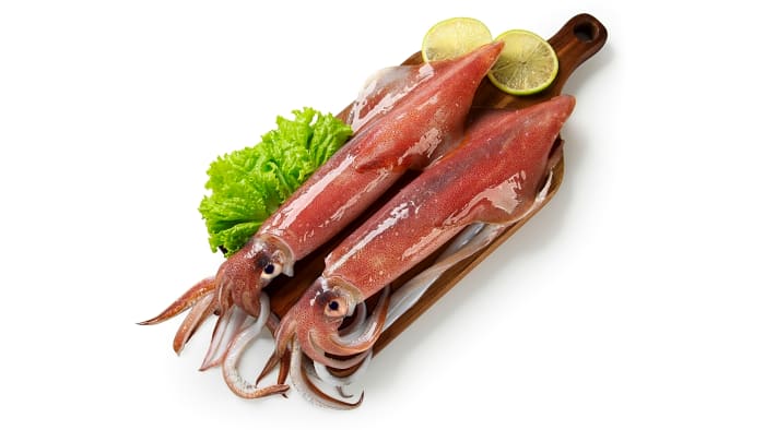 Squid